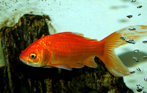 金鱼幼鱼期饲养的注意事项