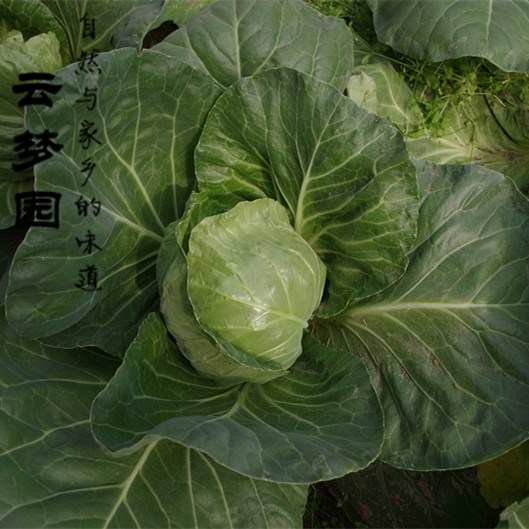 北京密云露天绿色蔬菜 新鲜圆白菜 菜头 绿甘蓝 卷心菜 农家肥