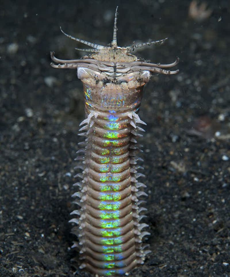 博比特虫(bobbit worm:生活在温暖海域,平均体长为1米,最长可达3米.