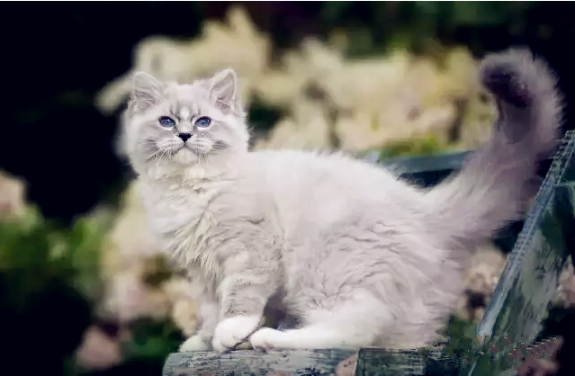 wuli出品:史上最全布偶猫花色图例及繁育配色表