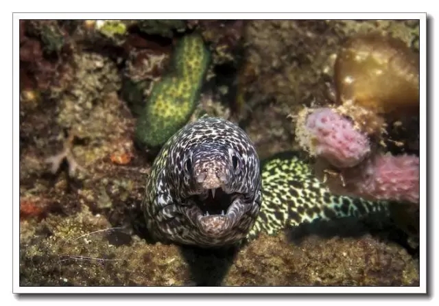 海鳗与海蛇的简介