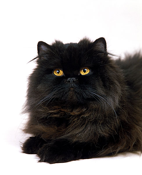 就算都是黑色的猫,也有很多品种,它们性格不