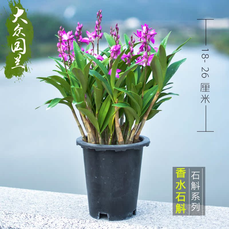 浓香正宗澳洲石斛兰花 香水石斛 植物花卉盆栽