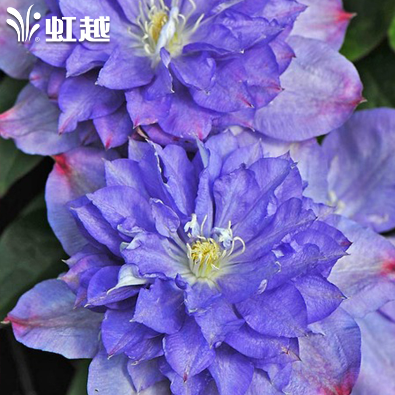 虹越园艺家 铁线莲p14盆栽苗 蓝色风暴 庭院