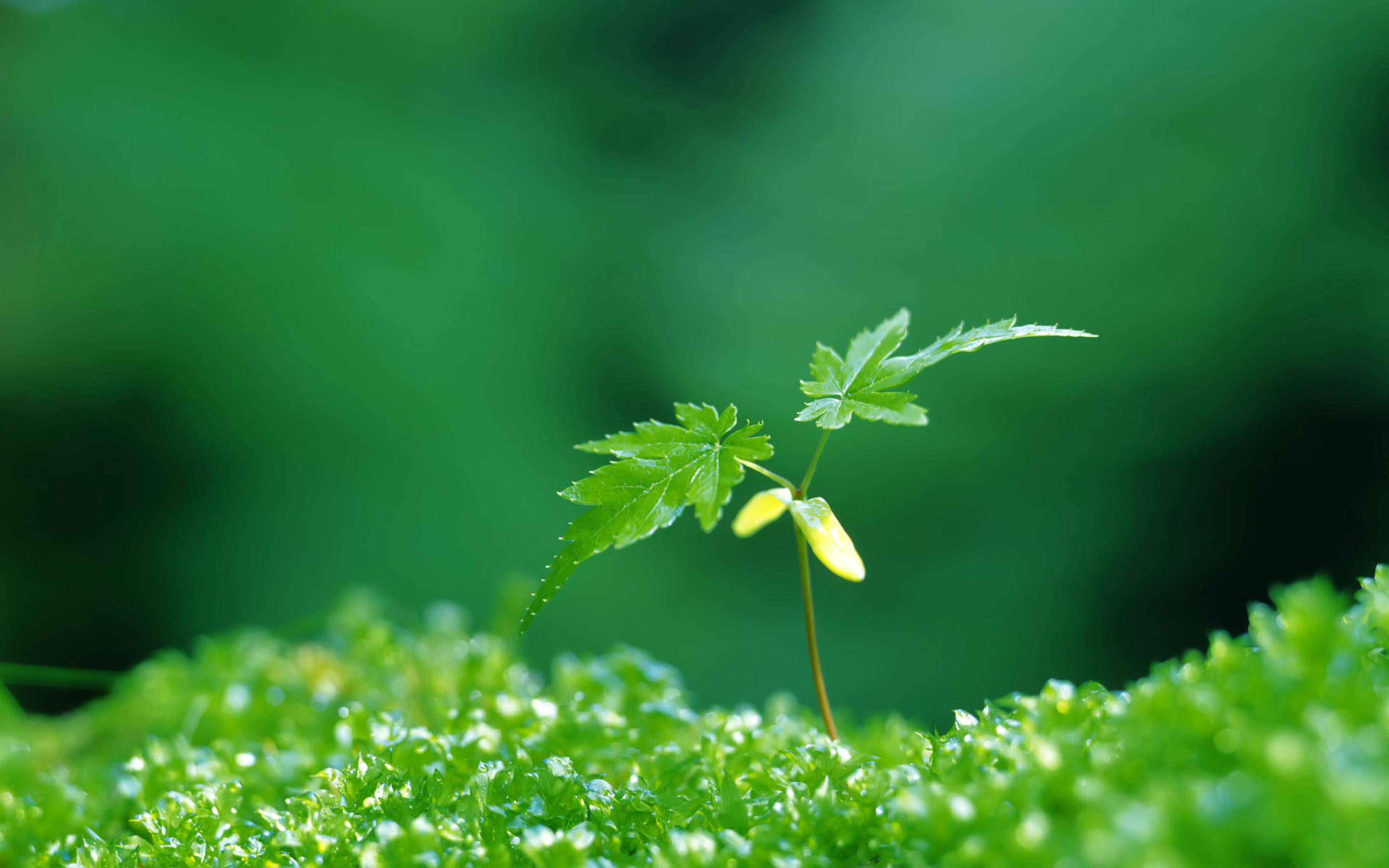 碧绿色的,小小的的植物在茁壮成长.