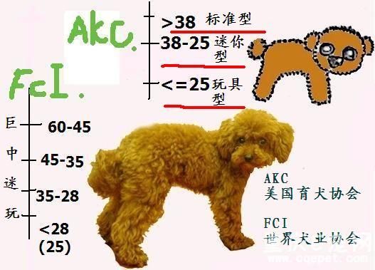 我们常见的泰迪,主要是迷你型,玩具型和标准型.