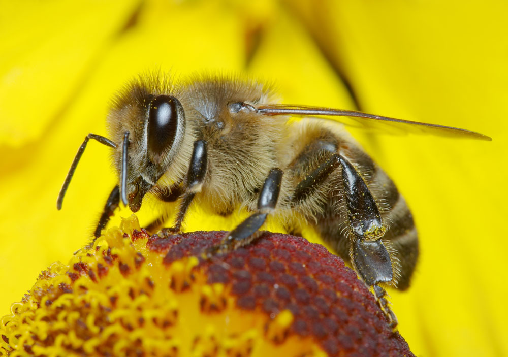 蜜蜂的后脚跗节格外膨大,在外侧有一条凹槽,周围长着又长又密的绒毛