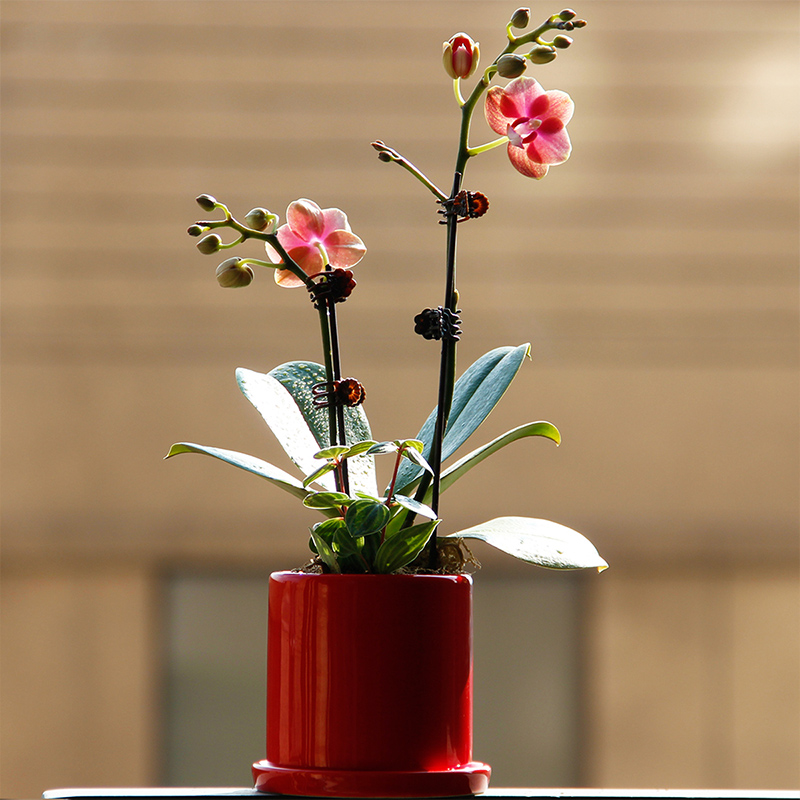 爱优尚精品小型蝴蝶兰盆栽窗台客厅卧室办公桌美观趣味绿植花卉