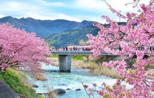 赏樱名所是五稜郭公园,园内有1600多棵染井吉野樱花树,每到樱花盛开的