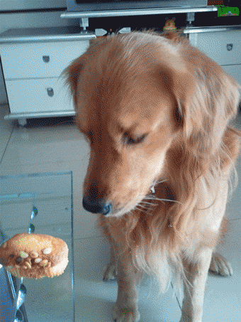 化啦化啦化啦 希望每个决定养宠物的家长可以承诺: 狗狗不是一件玩具