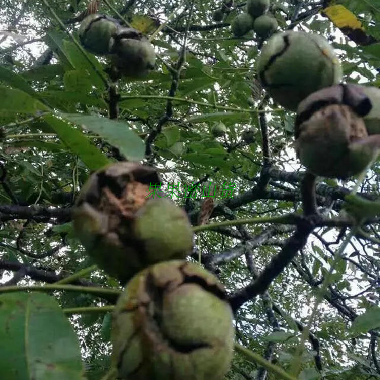 妈妈们的核桃,有点丑