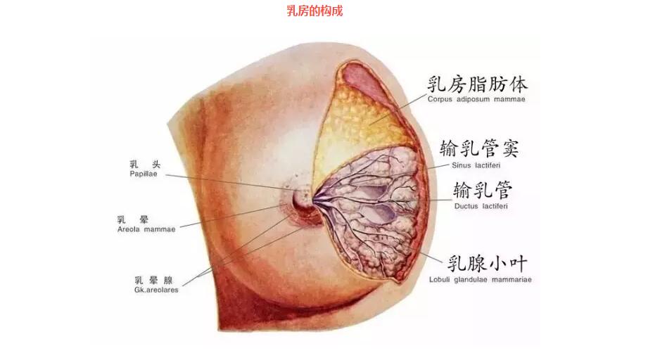 但乳房周围微血管密布,受过热或过冷的浴水刺激都是极为不利的,如果