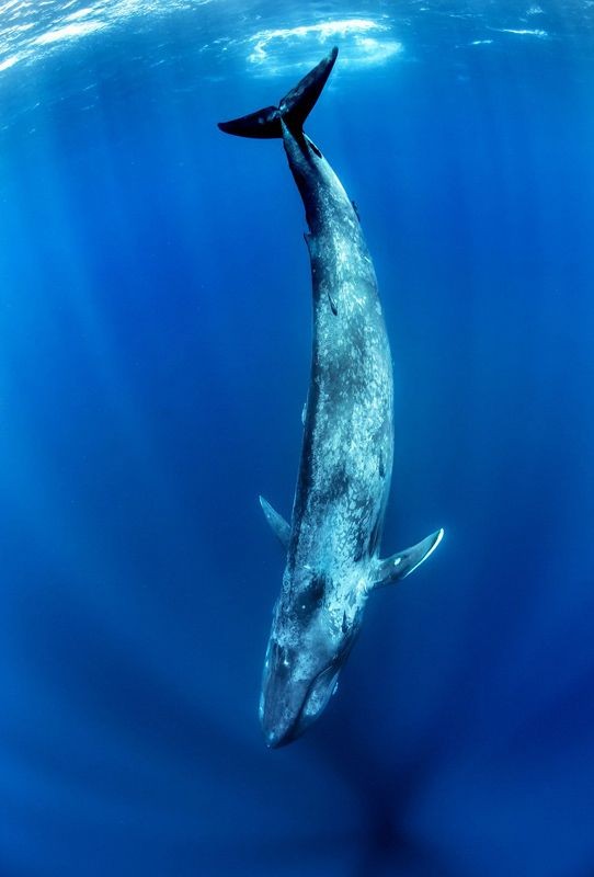 摄影师潜水遇偶蓝鲸 抓拍唯美震撼的同游照