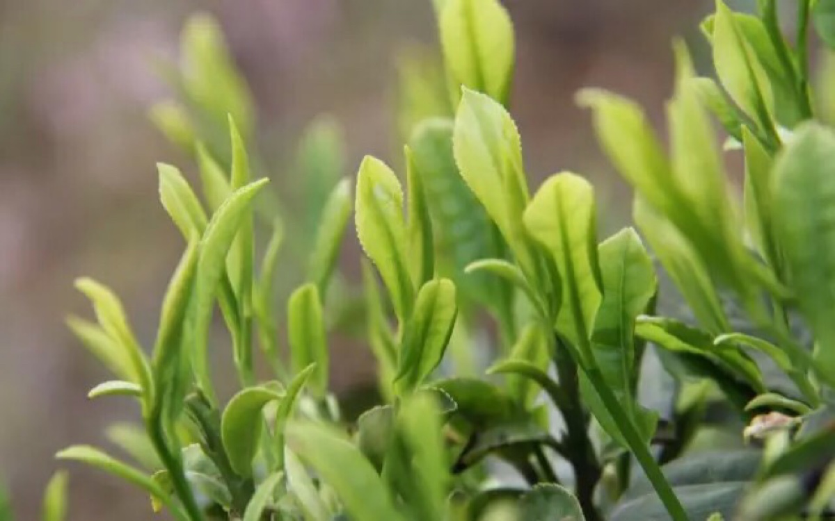 如何鉴别明前茶和雨前茶