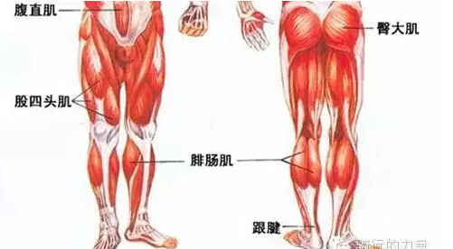 股四头肌由四个头组成即股直肌,股中肌,股外肌和股内肌组成,肌腱构成
