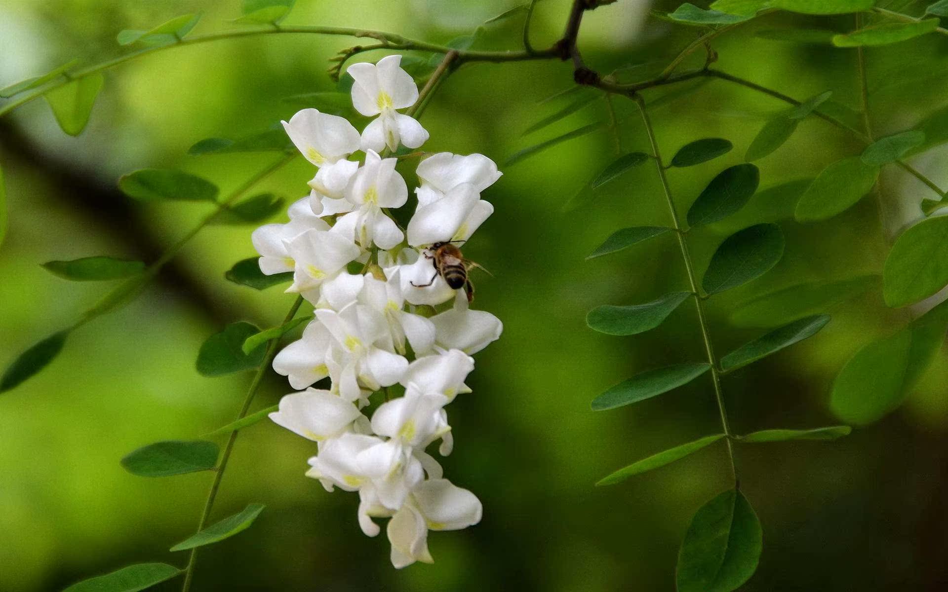 洋槐蜜散发的是淡淡的槐花香,入口甜而不腻,清润绵软.现代药理