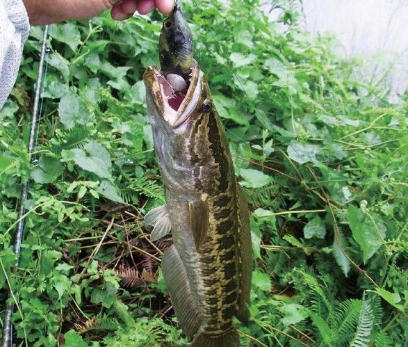 夏季钓黑鱼的技巧和方法