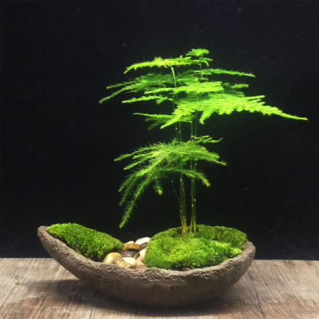 子乐湾微景观生态瓶diy盆栽苔藓植物创意盆栽微缩景观迷你植物 - 爱