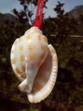 贝壳螺高清图片