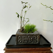 【文竹花盆】_文竹花盆图片