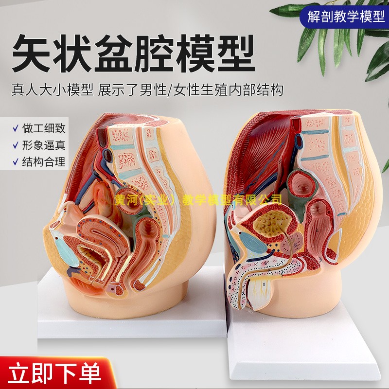 正品女性生殖解剖泌尿系统模型内外生殖睾丸解剖计生模型-Taobao