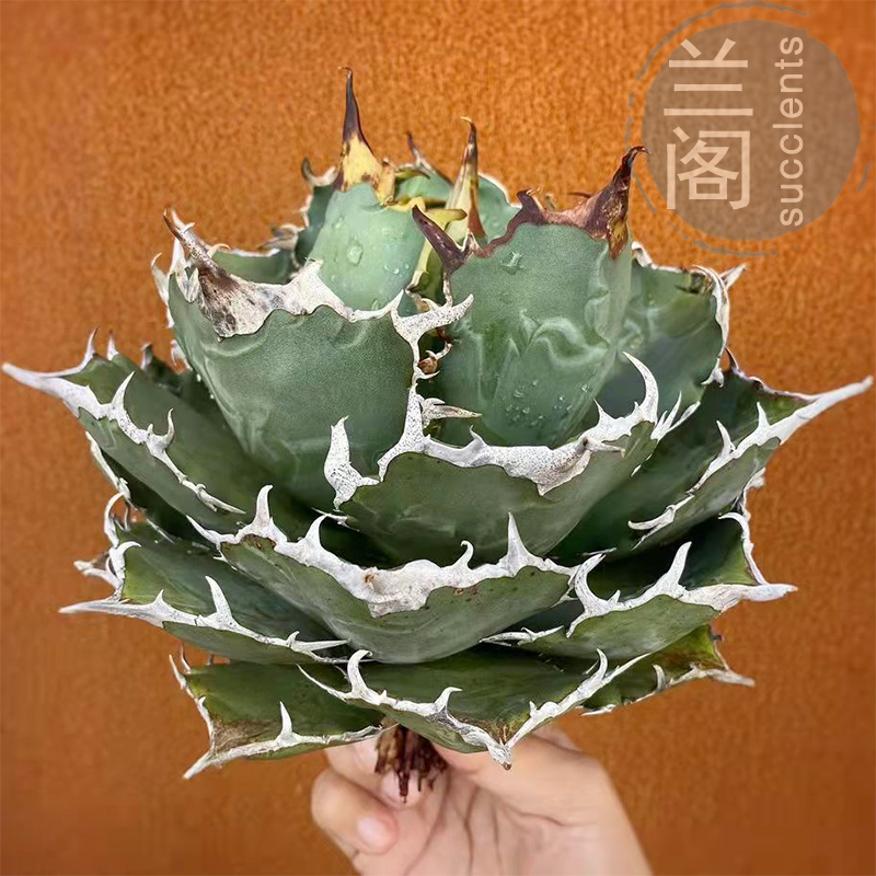 蓝鲸仁王冠Agave Titanota 蓝球一物一拍精品龙舌兰科多肉植物-Taobao