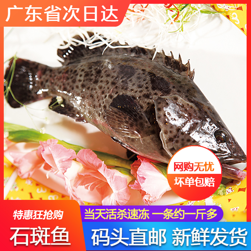 小石斑鱼新鲜活速冻海捕海鲜水产石翁鱼一斤装黄丁斑小土过鱼-Taobao