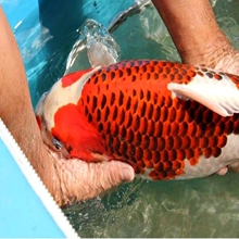 【孔雀锦鲤】_孔雀锦鲤图片_价格_一淘网