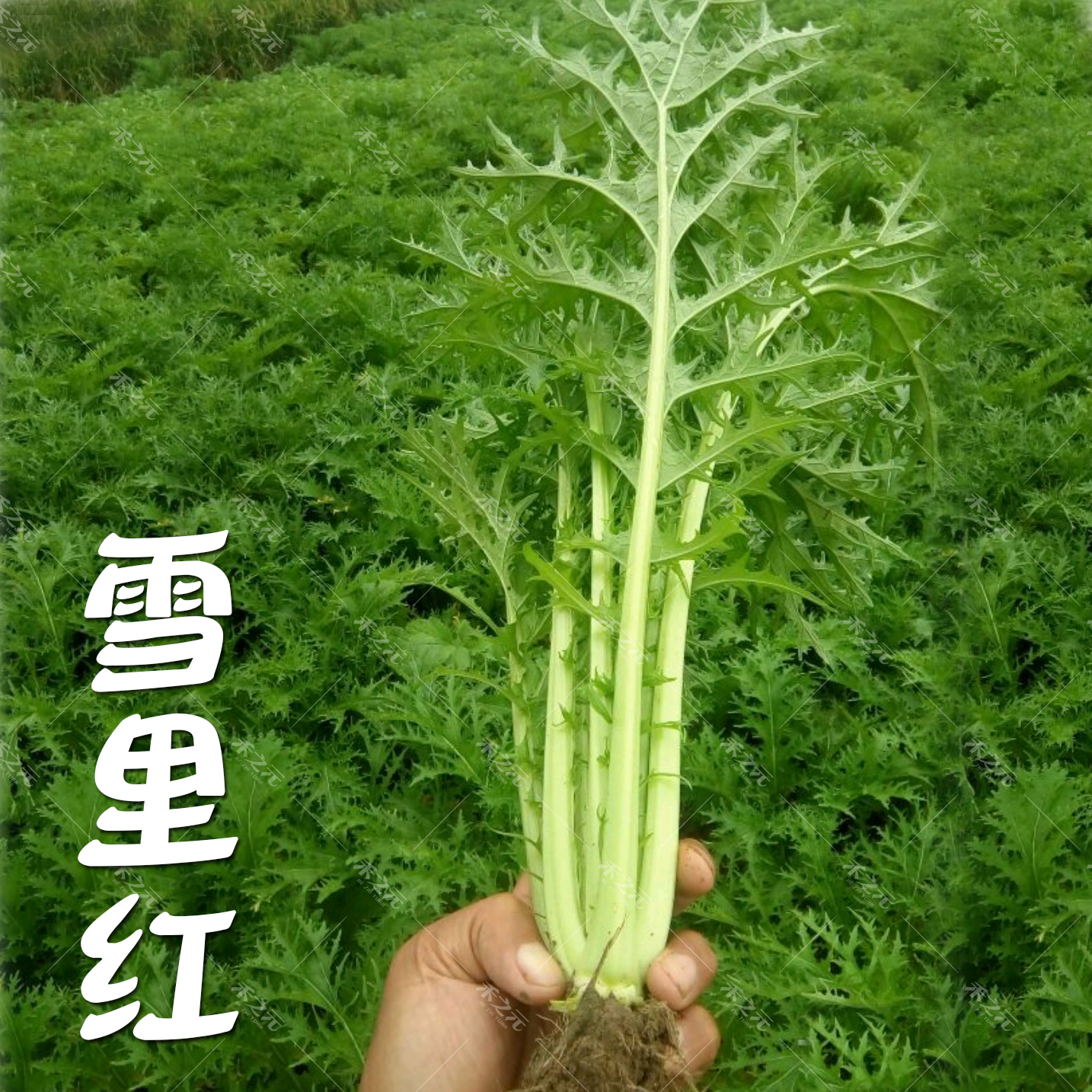 高額売筋】 壬生菜 種 種子 2dl 野菜 野菜種子 野菜種 turbonetce.com.br