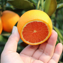 【秭归红橙】_秭归红橙 海淘特卖代购-淘宝全