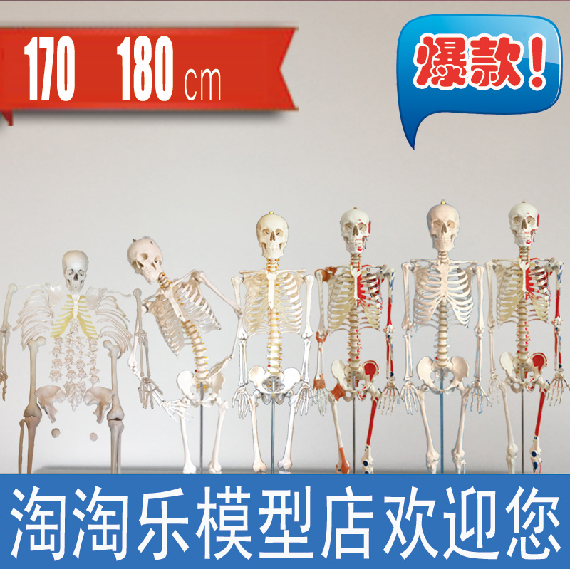 人体骨骼模型180cm韧带肌肉起止点神经结构可拆卸医学用85骨架170