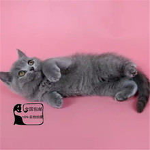 【折耳英国蓝短猫】_折耳英国蓝短猫图片