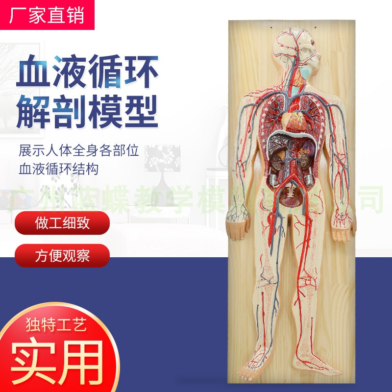 迷你躯干模型28CM躯干模型15件人体解剖器官模型人体解剖模型