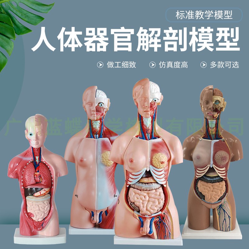 45CM人体躯干解剖模型器官可拆卸医学教学心脏内脏模型两性23件-Taobao