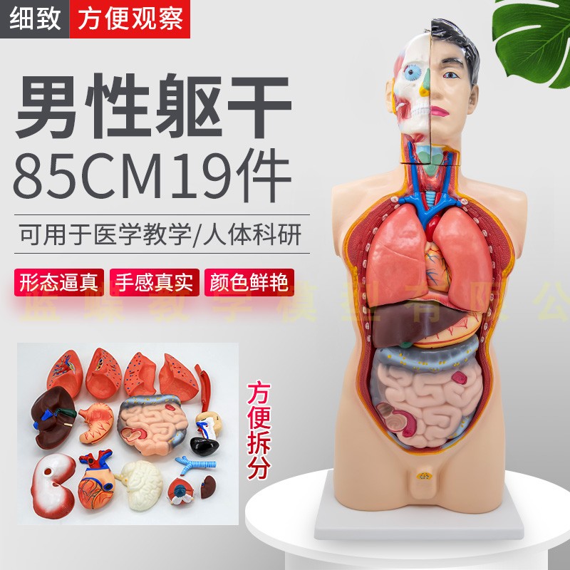 45CM人体躯干解剖模型器官可拆卸医学教学心脏内脏模型 两性 23件-Taobao