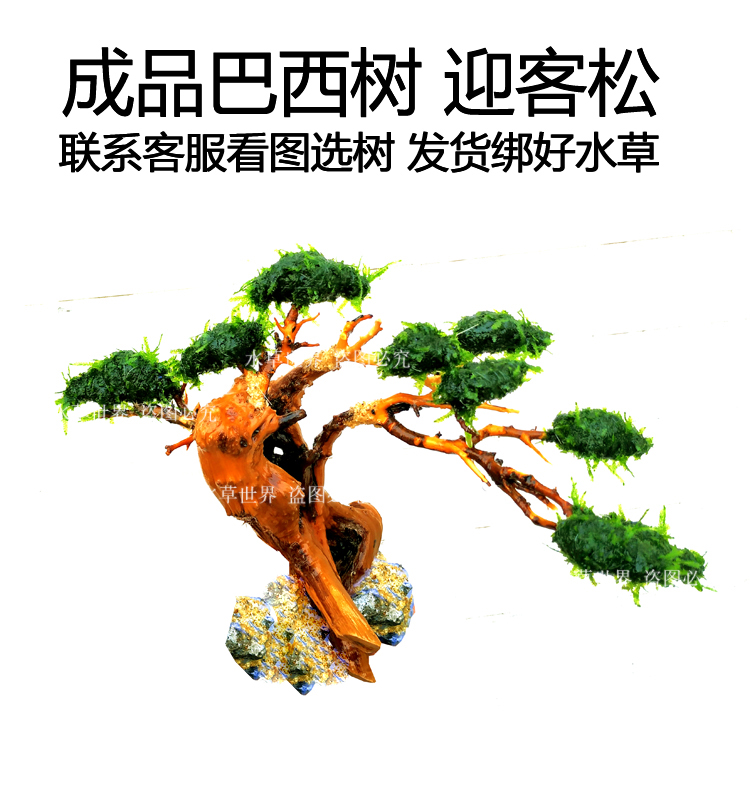 魚缸莫斯水草莫斯樹活體水草綁好沉木莫斯直接下缸粘好石頭