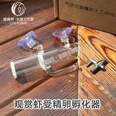 水晶虾孵化_水晶虾孵化