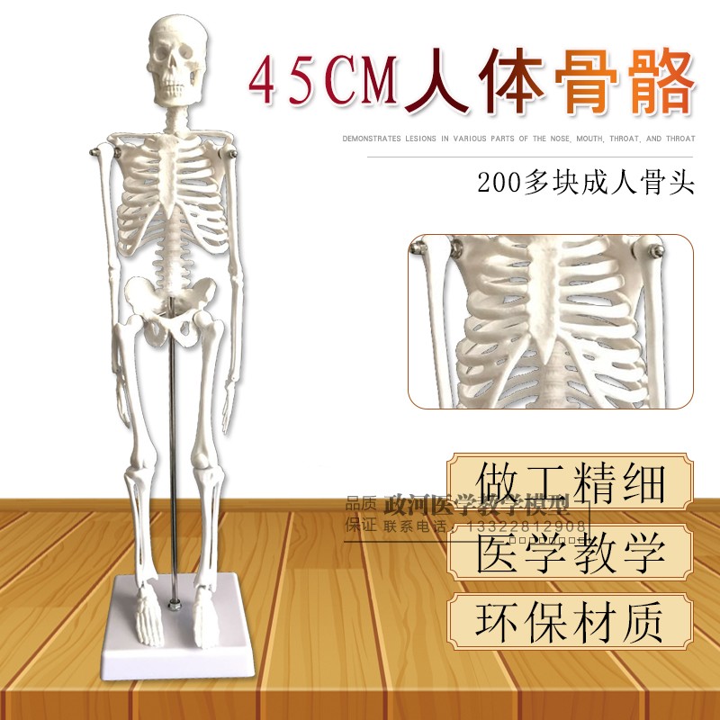 30cm艺用人体模型肌肉骨骼解剖人体结构美术模型CG绘画雕塑教学