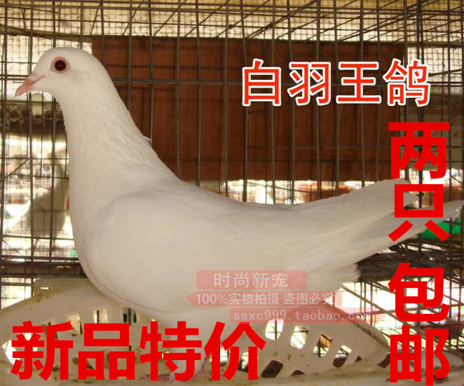 白羽王鸽观赏鸽信鸽保姆鸽活鸽子鸟活体幼鸽种用鸽一对鸽子包邮