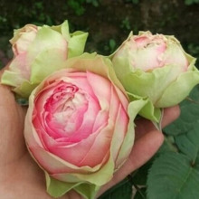 【雅比特】_雅比特图片