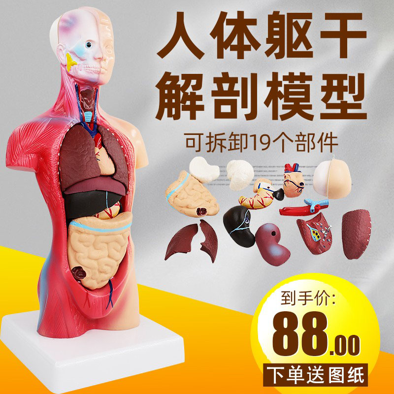 人體眼球仿真模型6倍放大眼睛結構造解剖眼模型教學儀器珠具醫學- Taobao