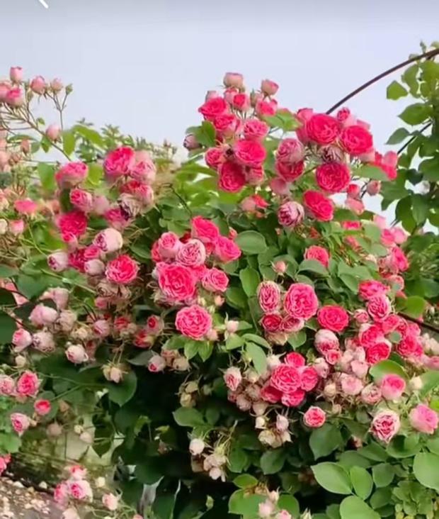 佳澄进口重瓣大花绣球阳台庭院花园植物花卉新老枝开花盆栽大苗