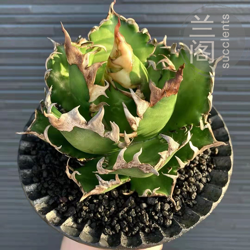 正版白鲸仁王冠Agave Titanota white whale 精品龙舌兰多肉植物