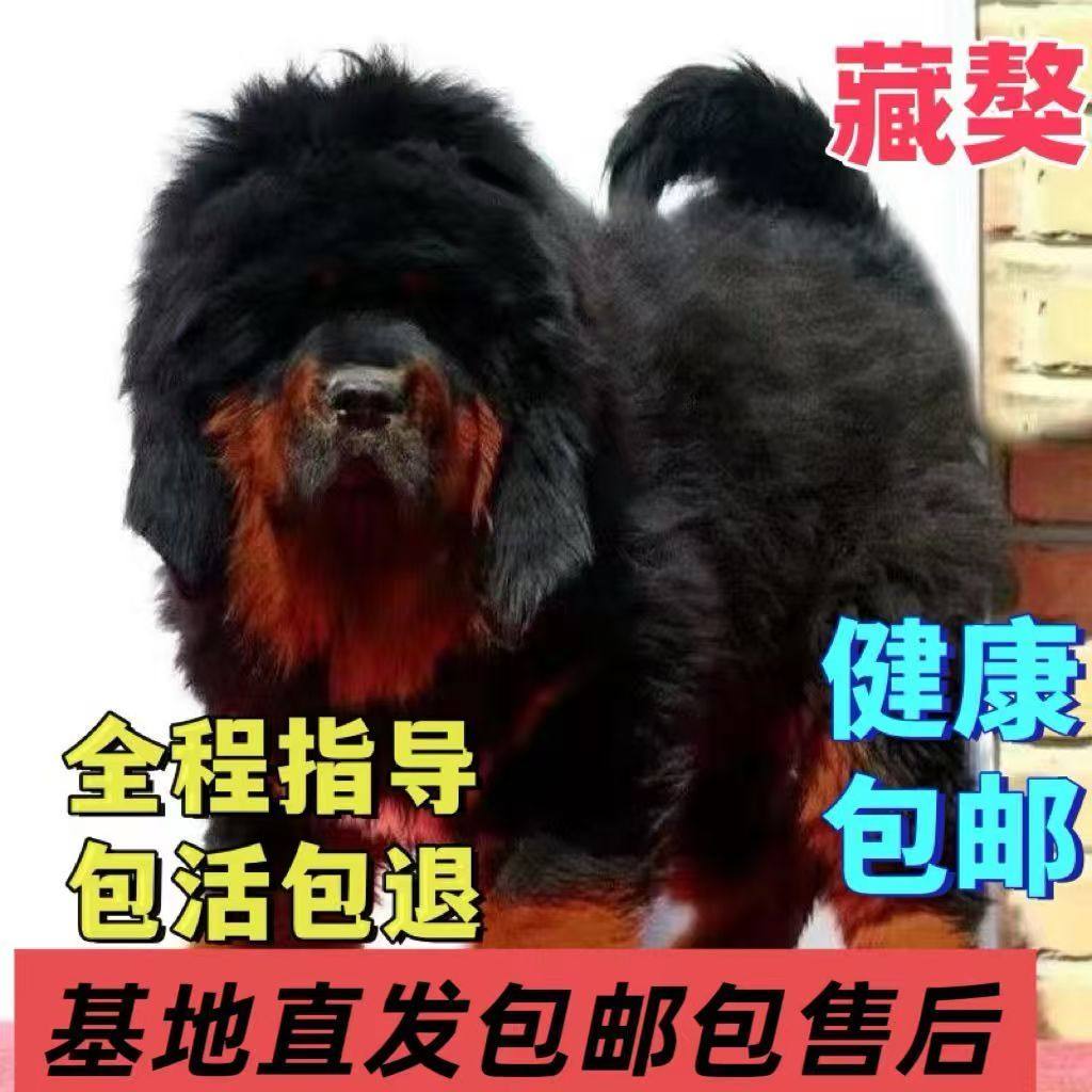喜乐蒂小型牧羊犬尊贵稀有色苏格兰牧羊犬宠物狗贵族狗好养活体狗评价- 淘宝网, image size:1024x1024