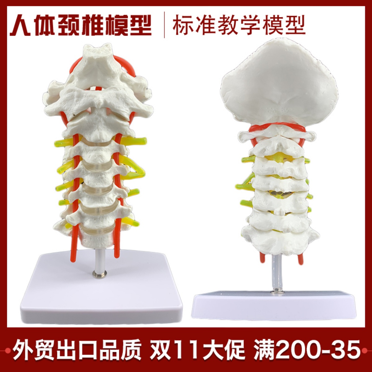 人体脊柱模型1:1成人医学正骨练习骨骼模型颈椎腰椎脊椎骨架模型-Taobao