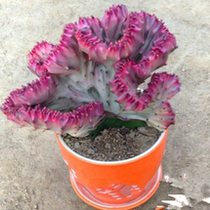 【彩麒麟花】_彩麒麟花 海淘特卖代购-淘宝全