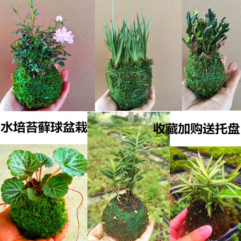 榆樹苗盆栽老樁小葉榆樹提根苔蘚球微景觀植物創意室內水培苔玉