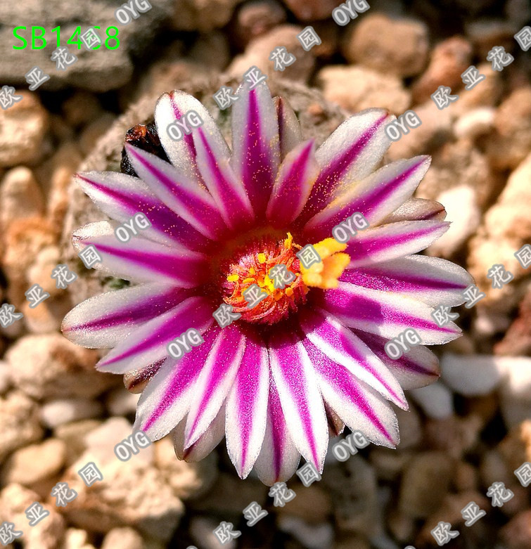 赤花嬌麗嬌麗屬實生仙人球種子小苗turbinicarpus Alonsoi