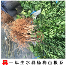 【白杨梅树苗】_白杨梅树苗图片