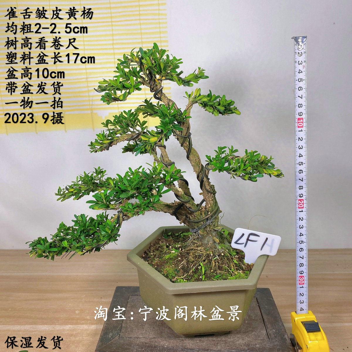 实生小叶罗汉松盆景树桩小盆栽植物迎客松室内办公桌绿植一物一拍-Taobao